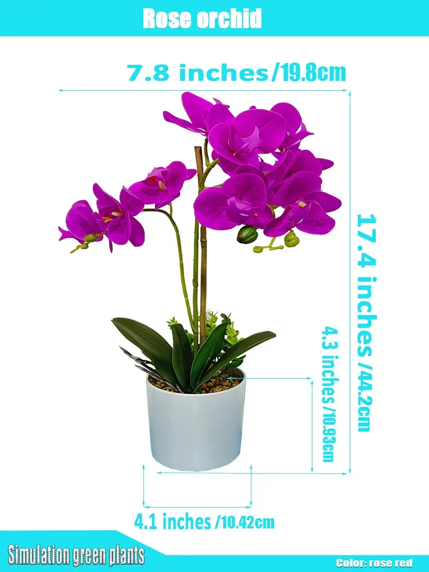 Flower Elegant White Orchid Decor